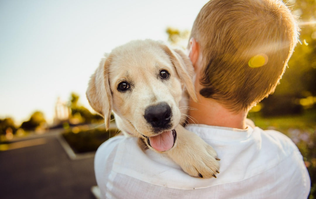 初めて犬を迎える前に知っておきたい10のこと