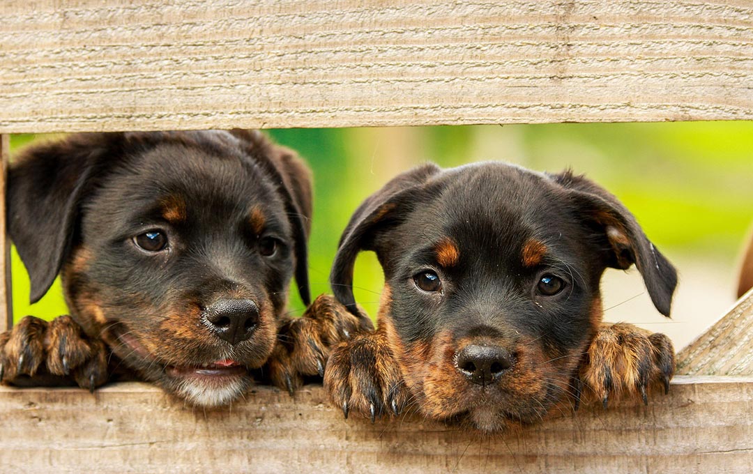 犬を迎える前に買うべきものは?新しいペットの親との準備チェックリスト