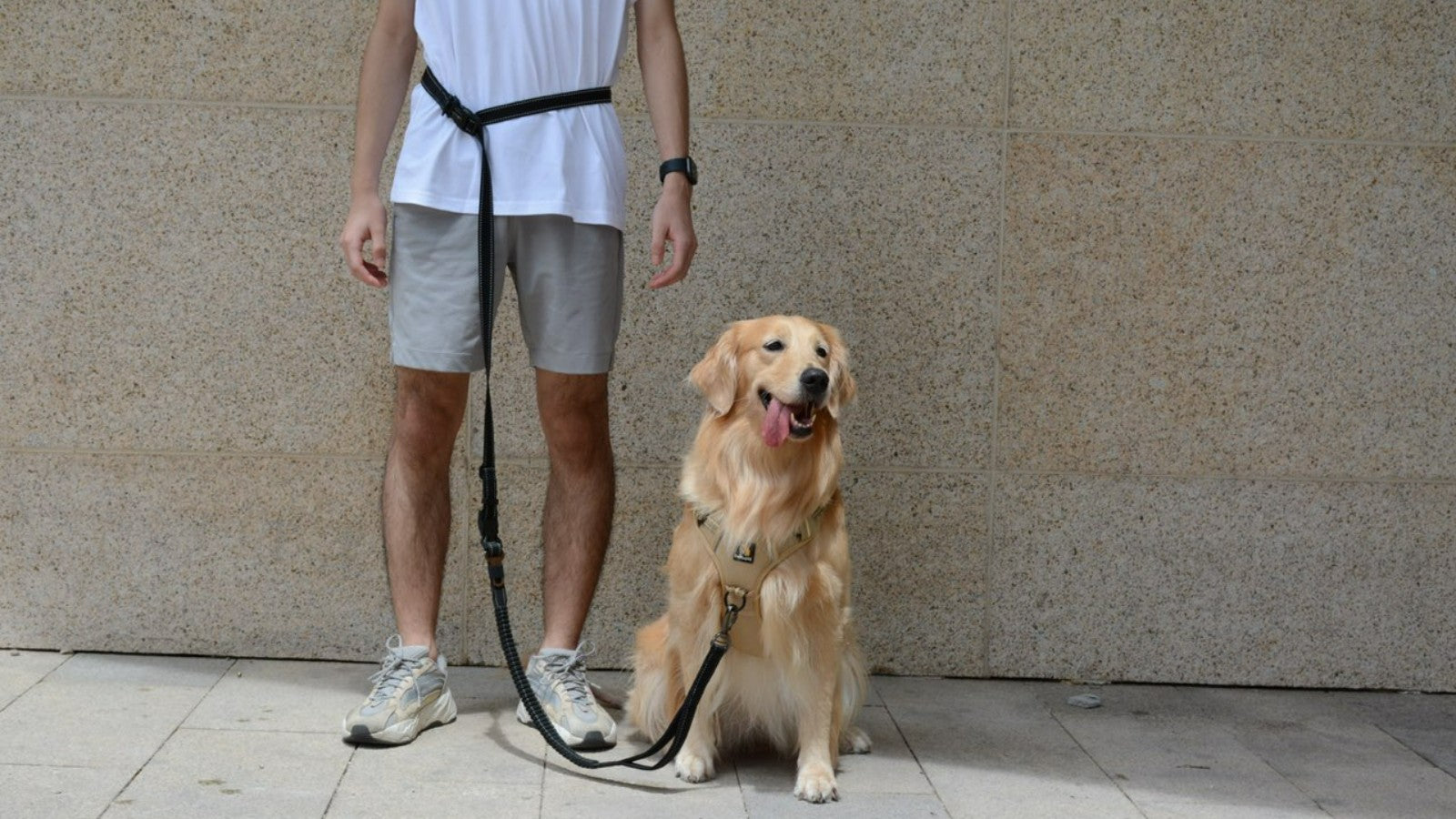 Celebrating Father's Day with the Best Harnesses and Leashes for Your Furry Buddy