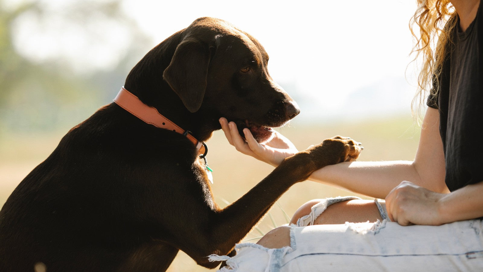 Best 5 Ideas To Spend A Meaningful National Dog Day