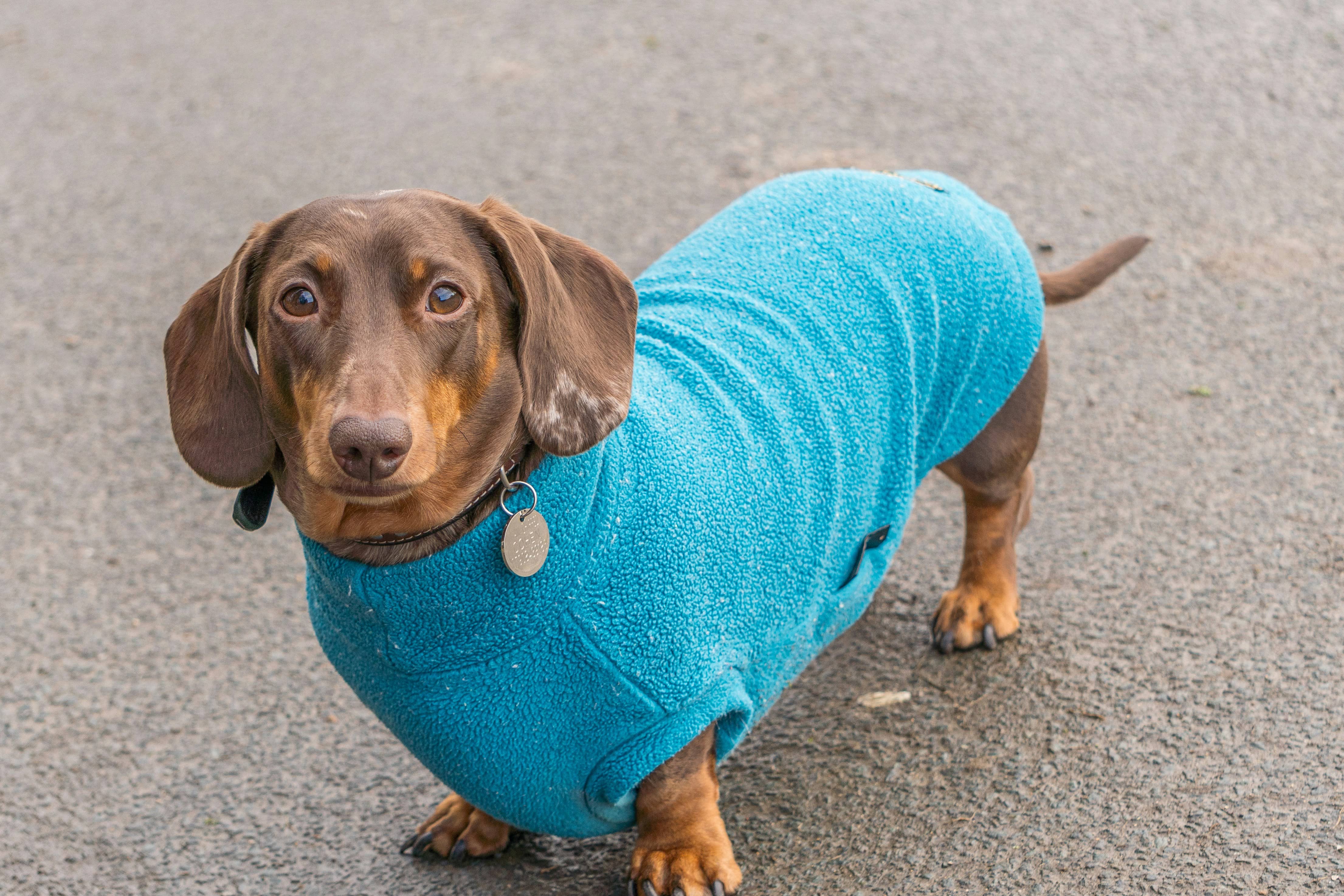 Does My Dog Need to Wear Clothes? A Guide by Breed & Weather