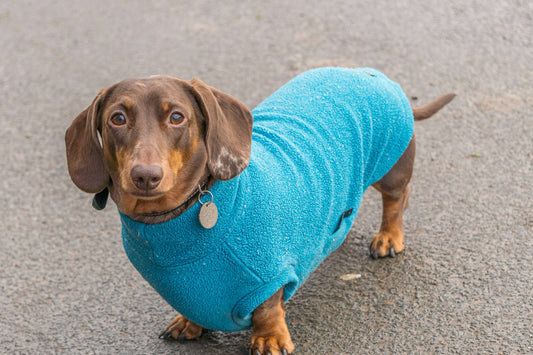 Does My Dog Need to Wear Clothes? A Guide by Breed & Weather