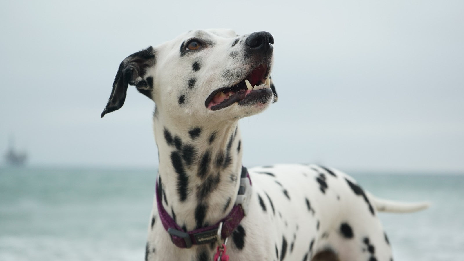 Martingale Collars vs. Traditional Collars: Which is Best for Your Dog?
