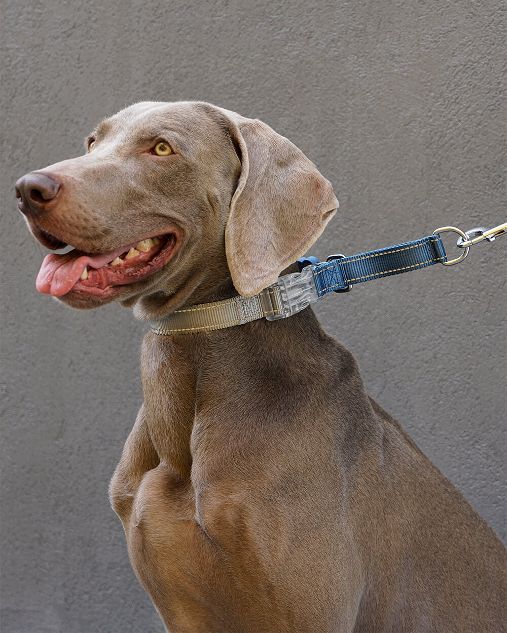 A Weimaraner dog wearing the Bella & Pal Controla Swift Martingale Collar with a quick-release buckle. The collar, available in three sizes (S, M, L), features a reflective, no-pull design for secure control and comfort during walks.